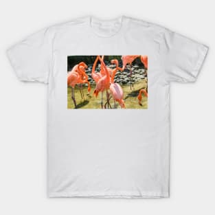 A gaggle of Flamingos T-Shirt